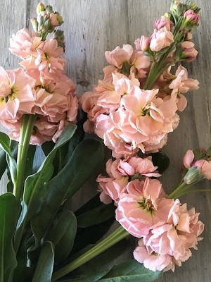 MATTHIOLA Katz Apricot